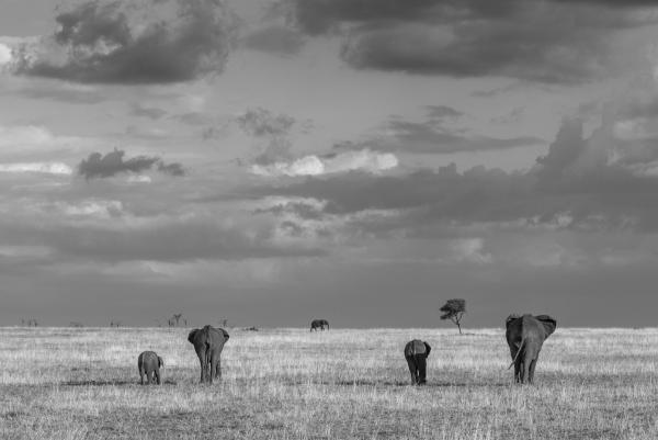 Elephant symmetry, Tanzania | N.Jackson