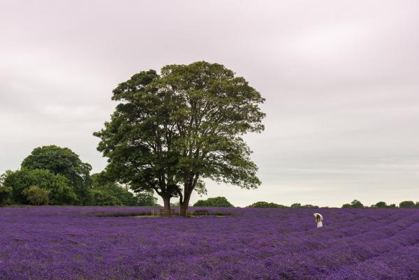 Girl in a lavender field | N.Jackson