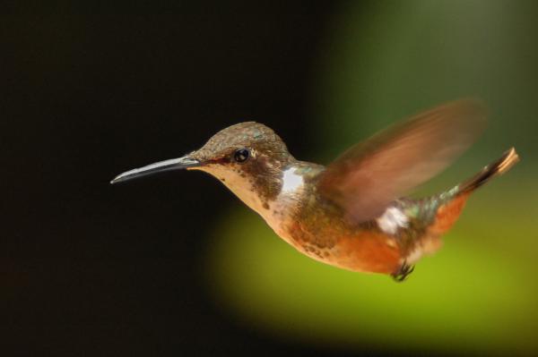 A hummingbird in Monteverde Cloud Forest | N.Jackson