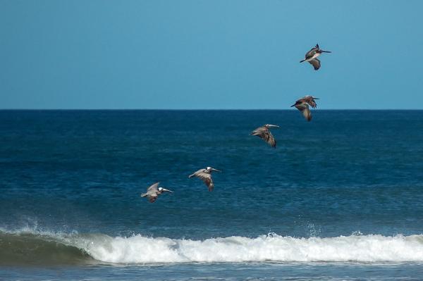 Pelicans flying in formation, Costa Rica | N.Jackson