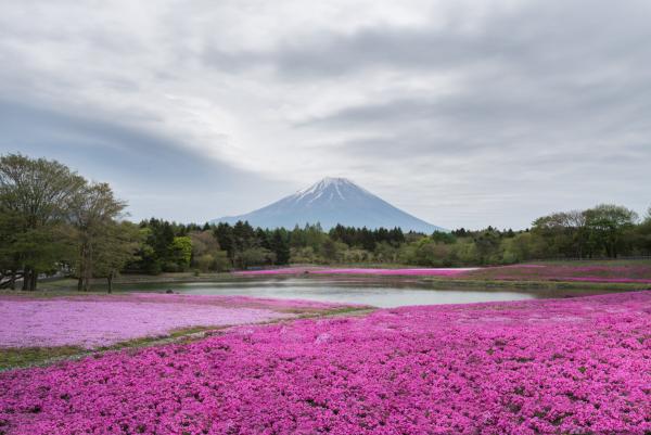 The pink moss of Fuji Shibazakura Festival, Japan | N.Jackson