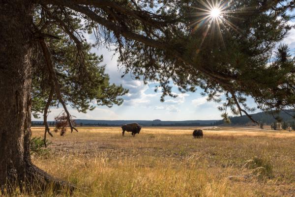 Resting bison in Yellowstone National Park | N.Jackson