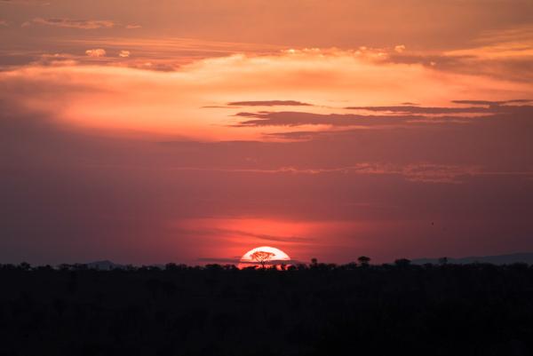 Setting sun behind an Acacia tree, Serengeti | N.Jackson