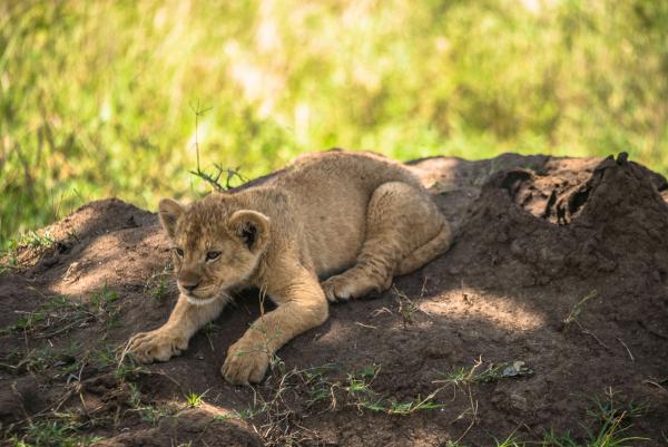 Young lion cub playing, Tanzania | N.Jackson
