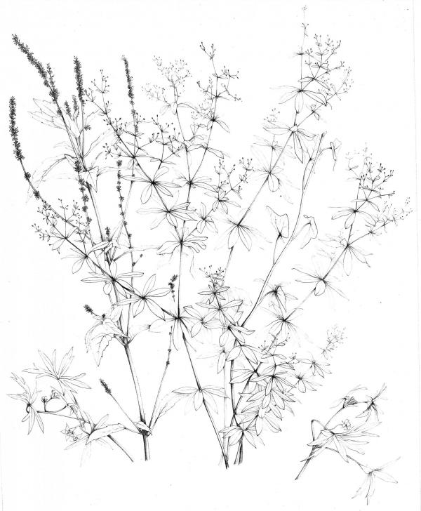 Fleurs Monochromes | Lithographie 1905