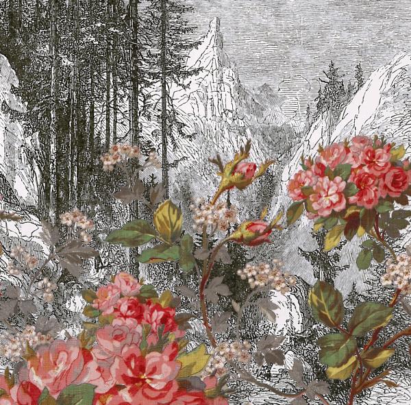 Florale | Alsace 1885 - Détourage et intégration du motif floral sur une gravure