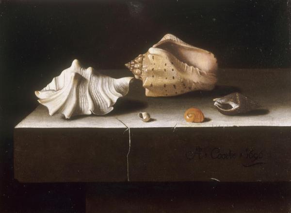 Les Natures Mortes | Cinq coquillages sur une tranche de pierre - 1696