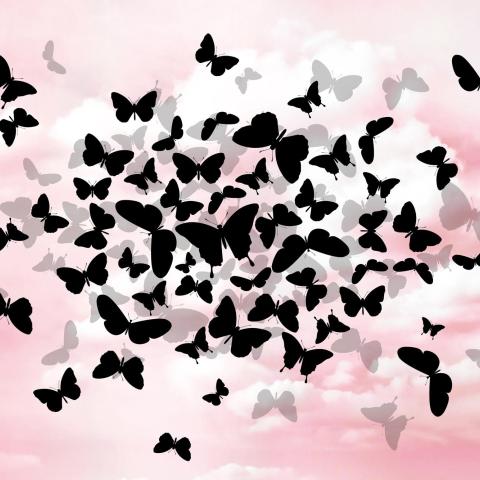 EBCT | Butterflies in the sky