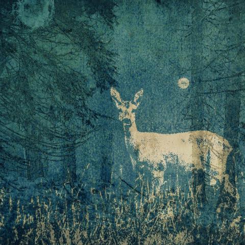 Forest Dream IV | C.Lavanchy