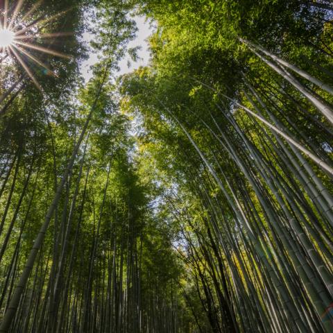 Arashiama bamboo forest, Japan | N.Jackson