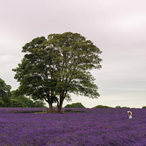 Girl in a lavender field | N.Jackson