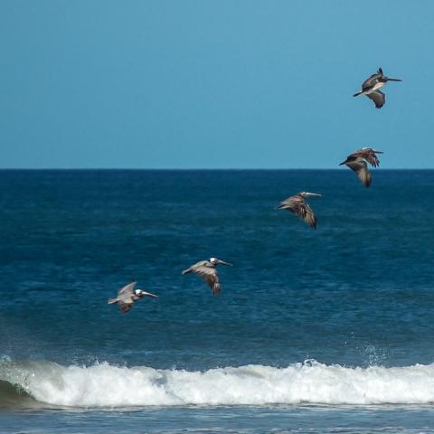 Pelicans flying in formation, Costa Rica | N.Jackson