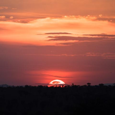 Setting sun behind an Acacia tree, Serengeti | N.Jackson