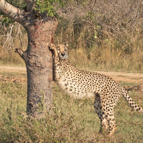 Stretching Cheetah | N.Jackson