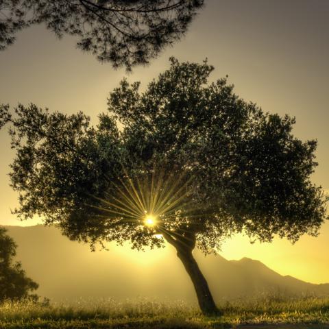 Sunburst through a tree, Los Angeles | N.Jackson