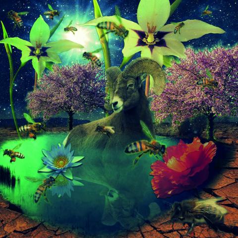 Le Paradis de Robin | S.Cousin