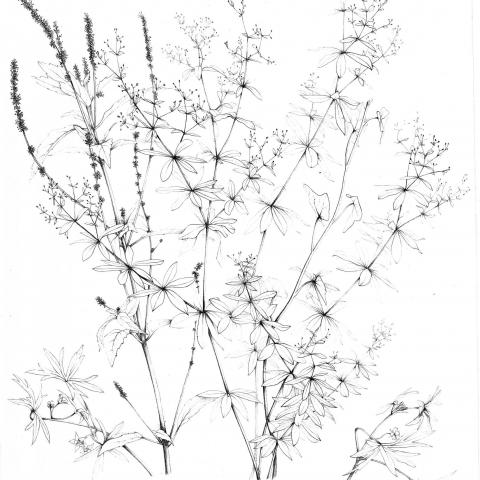 Fleurs Monochromes | Lithographie 1905