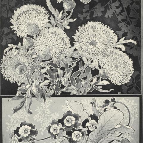 Florale | Lithographie 1905