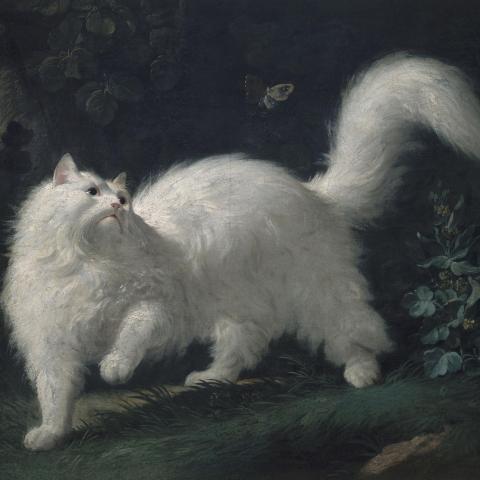 Les Animaux | Chat angora blanc, guettant un papillon - XVIIIe