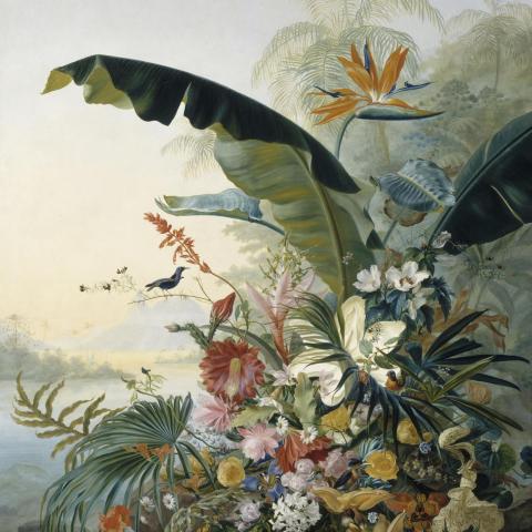Les Natures Mortes | Fleurs exotiques - XIXe